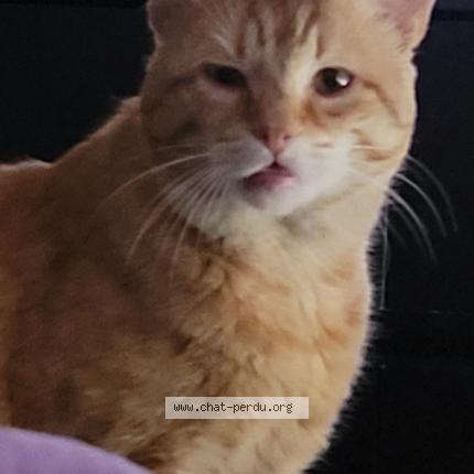 Photo 1/1 Simba Chat lost in Ermont