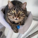 Picture of cat lost at Rion Des Landes