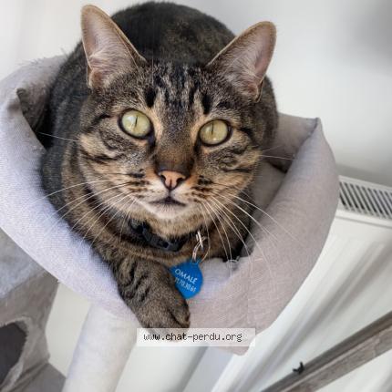 Photo 1/1 OMALE Chat lost in Rion des landes