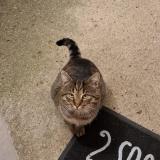 Picture of cat lost at Saint Cheron