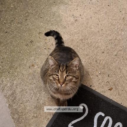 Photo 1/1 Simba Chat lost in Saint cheron