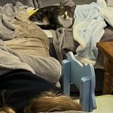 Picture of cat lost at Nerac