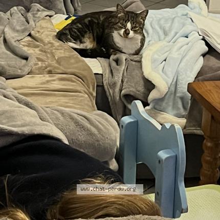 Photo 1/1 Olympe Chat lost in Nerac