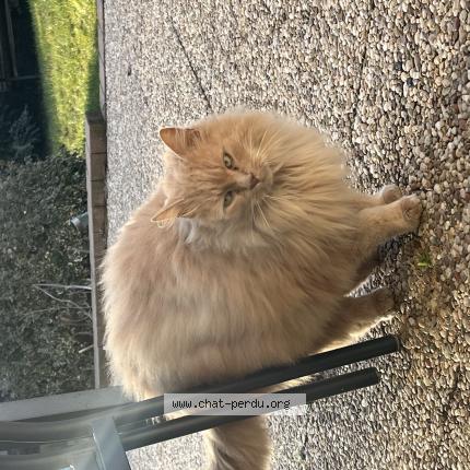 Photo 1/1 Found cat Found in Kintzheim