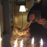 Picture of cat lost at Genval