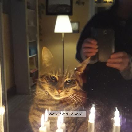 Photo 1/1 carole Meurice Svedin Chat lost in Genval