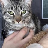 Picture of cat lost at Saint Remy En Mauge