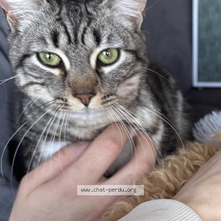 Photo 1/1 Gizmo Chat lost in Saint remy en mauge