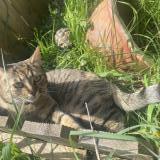 Picture of cat lost at Montfaucon