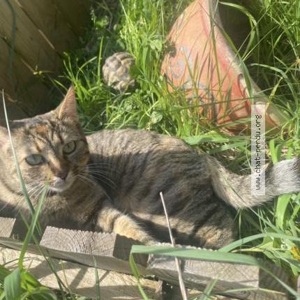 Photo 1/1 Stone Chat lost in Montfaucon