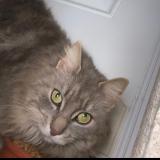 Picture of cat lost at Frouzins