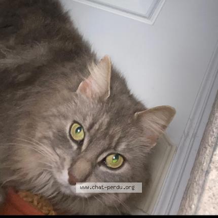 Photo 1/1 Ruby Chat lost in Frouzins