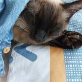 Picture of cat lost at Livry Gargan