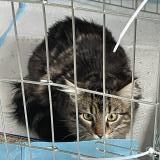 Picture of cat found at Brive La Gaillarde