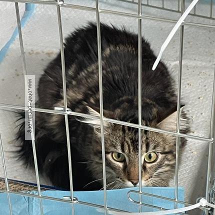 Photo 1/1 Found cat Found in Brive la gaillarde