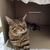 Picture of cat lost at Hannover