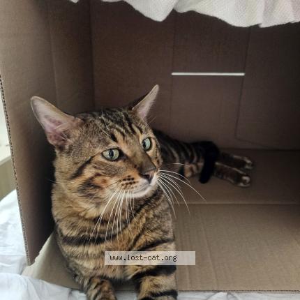 Photo 1/1 Oscar Chat lost in Hannover