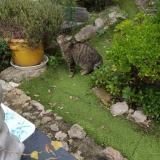 Picture of cat lost at Saint Raphael