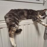 Picture of cat lost at Beruges