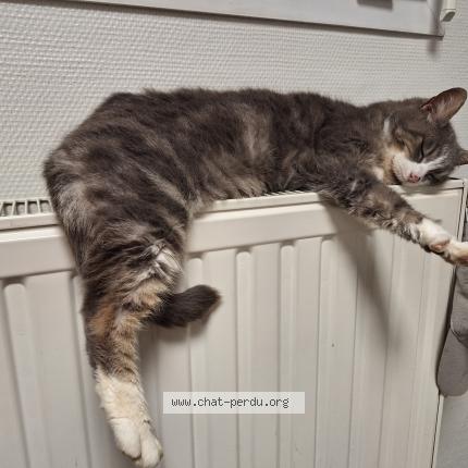 Photo 1/1 Mimine de la casse Chat lost in Beruges