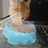 Picture of cat found at Annecy