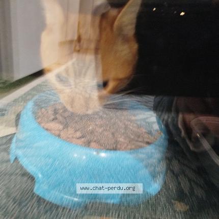 Photo 1/1 Found cat Found in Annecy