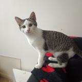 Picture of cat lost at Saint Maur Des Fosses
