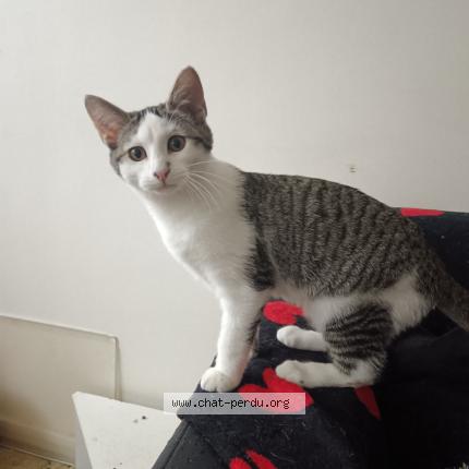 Photo 1/1 Maya Chat lost in Saint maur des fosses