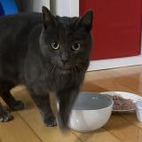 Picture of cat found at Saint Jean Sur Richelieu