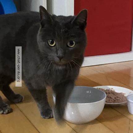 Photo 1/1 Found cat Found in Saint jean sur richelieu