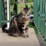 Picture of cat lost at Saint Felix De Valois