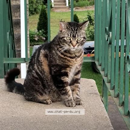 Photo 1/1 Mademoiselle Chat lost in Saint felix de valois