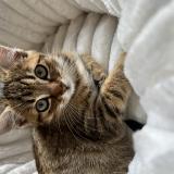 Picture of cat lost at Monts