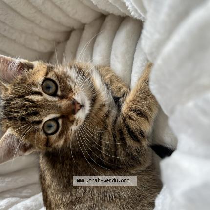 Photo 1/1 Amande Chat lost in Monts