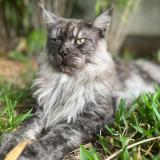 Picture of cat lost at La Montagne