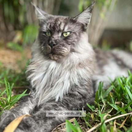 Photo 1/1 Prydwyn Chat lost in La montagne