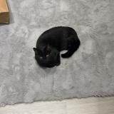 Picture of cat lost at La Ville Du Bois