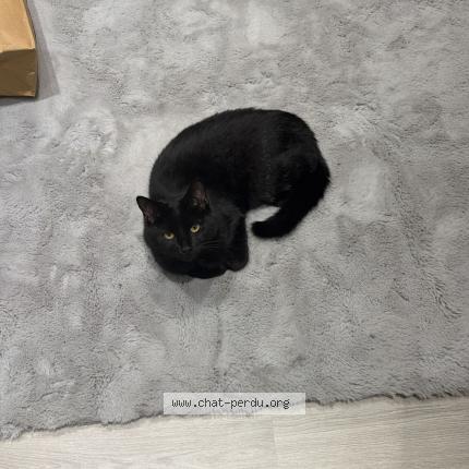 Photo 1/1 Chocolat Chat lost in La ville du bois