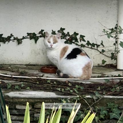 Photo 1/1 Found cat Found in Saint hippolyte du fort