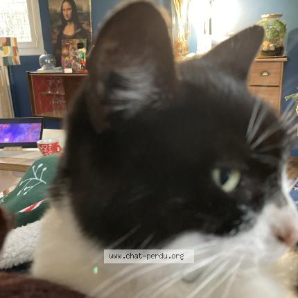 Photo 1/1 Mimine Chat lost in Toulouse