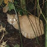 Picture of cat found at Saint Nazaire