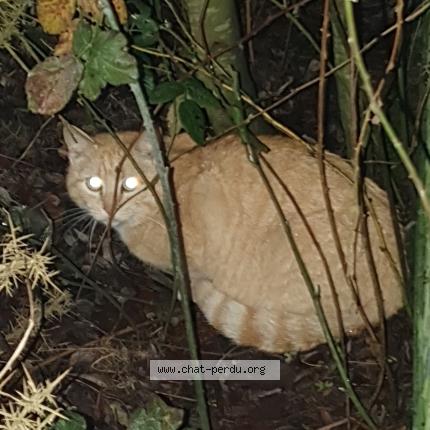 Photo 1/1 Found cat Found in Saint nazaire