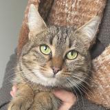 Picture of cat found at Fontaine Daniel