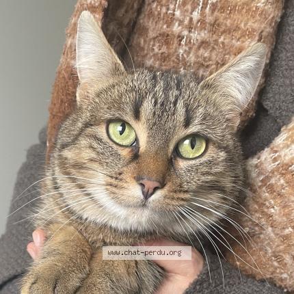 Photo 1/3 Found cat Found in Fontaine daniel