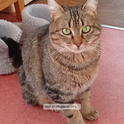 Photo 2/3 Found cat Found in Fontaine daniel