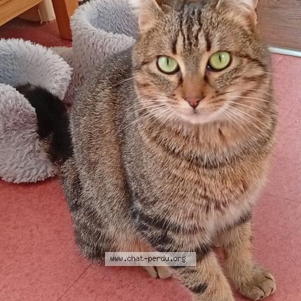 Photo 3/3 Found cat Found in Fontaine daniel