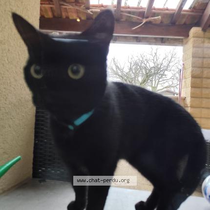 Photo 1/1 Found cat Found in Saint laurent d arce