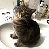 Picture of cat lost at Bois D Arcy