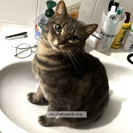 Photo 1/1 Taz Chat lost in Bois d arcy