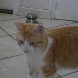 Picture of cat lost at Saint Herblain